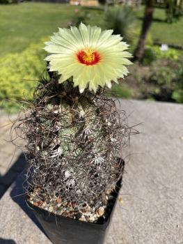 Astrophytum senile